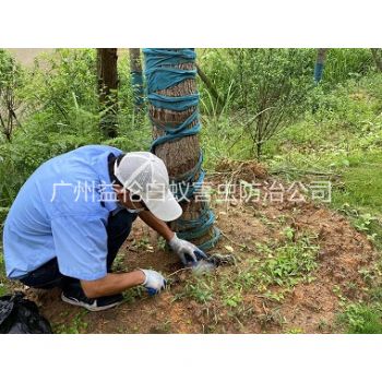廣州樹木白蟻防治工程