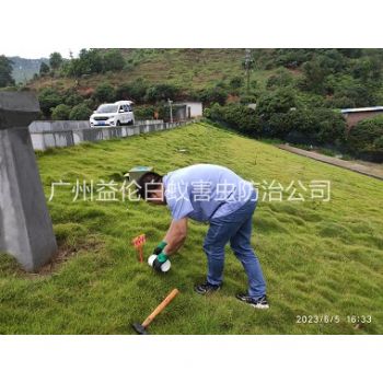 沙灣水利工程紅火蟻防治